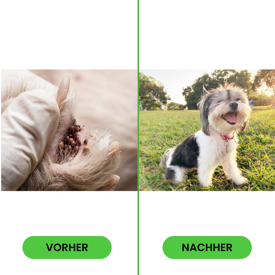 <p>Darf ich vorstellen: Ticksafe™ – Der zuverlässige Schutz vor Zecken! 🐶</p>